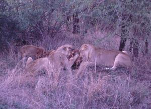 lion breakfast