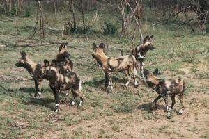 wild dogs #2