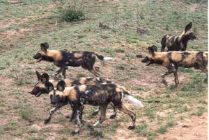 wild dogs #4