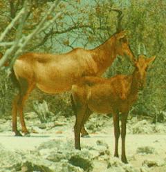 Hartebeest